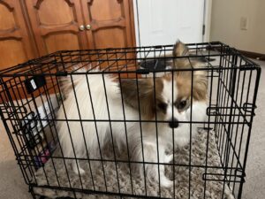 dog in wire crate