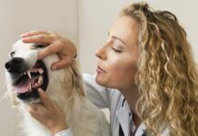 pale gums in dogs