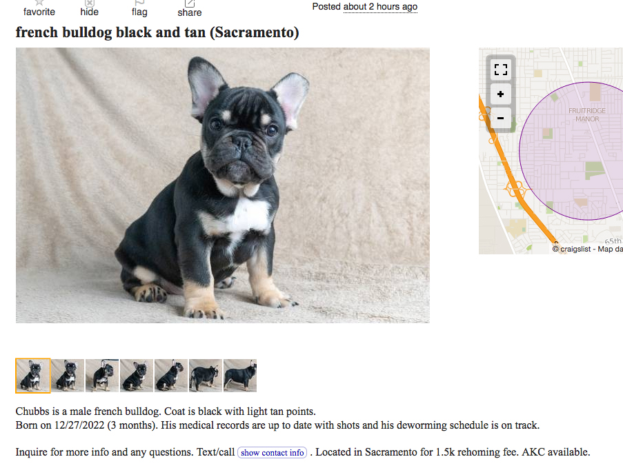 A screenshot of a Craigslist ad for a French Bulldog puppy for sale