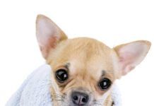 cute Chihuahua with blue towel close-up isolated