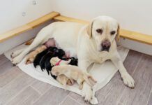 Labrador mother with her puppies