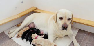 Labrador mother with her puppies