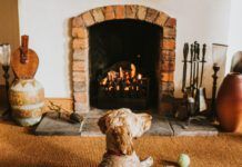 Sandy coloured cockapoo lies in front of an open fire with his ball