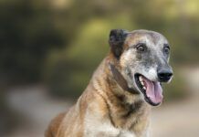 Senior belgian malinois dog jumping and playing sports in the field