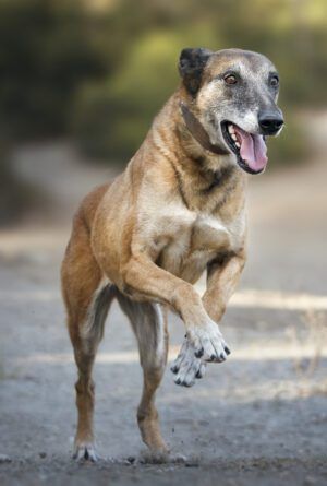 Senior belgian malinois dog jumping and playing sports in the field