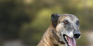 Senior belgian malinois dog jumping and playing sports in the field