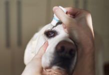 Cropped hand of person holding labrador retriever while putting in eyedrops at home
