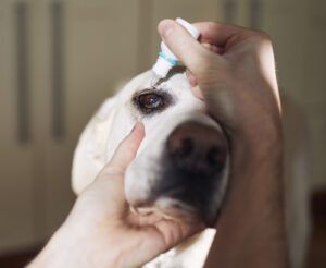 Cropped hand of person holding labrador retriever while putting in eyedrops at home