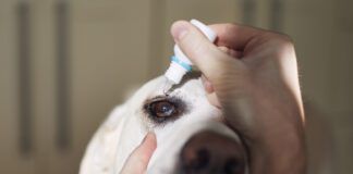 Cropped hand of person holding labrador retriever while putting in eyedrops at home