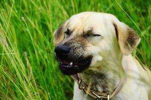 Close-Up Of Sneezing Dog On Field