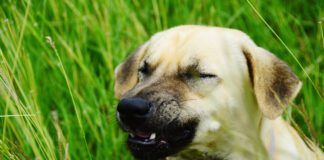 Close-Up Of Sneezing Dog On Field