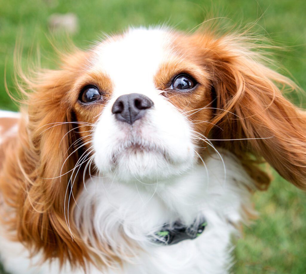 Can You Cut Dog Whiskers? Whole Dog Journal