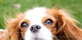 Cavalier King Charles Spaniel looking at the camera