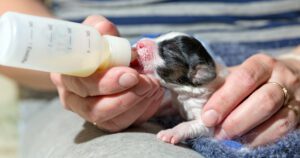 Puppy fed of baby bottle