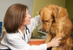 Veterinarian Examining a Nervous and Scared Dog in her Clinic