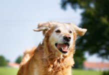 Golden retriever dog