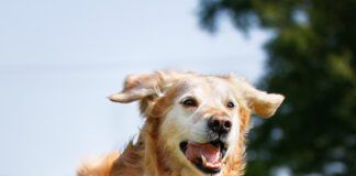 Golden retriever dog