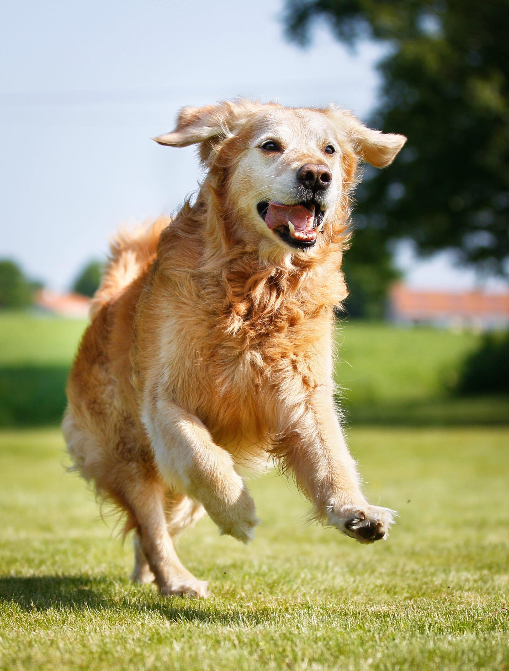 Fish Oil For Dogs  Canine Arthritis Resources and Education