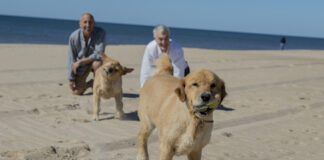 Senior Gay Male Couple Playing with Their Dogs on the Beach