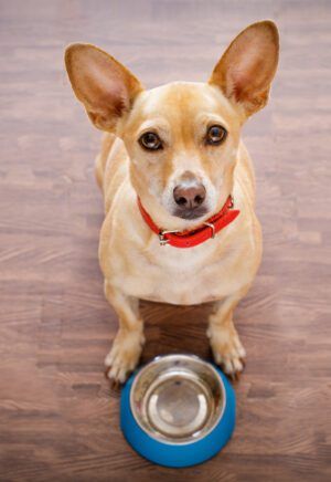 hungry dog with food bowl