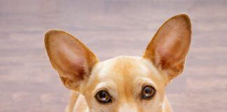hungry dog with food bowl