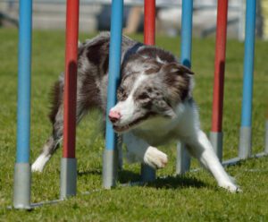 dog at agility course