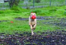 dog running in dog park