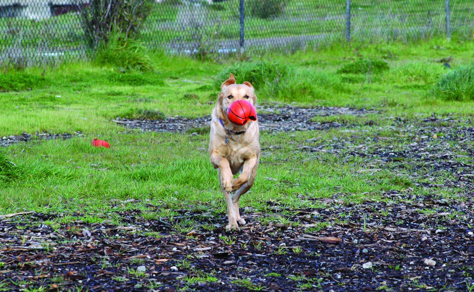 Nice dog parks near sales me