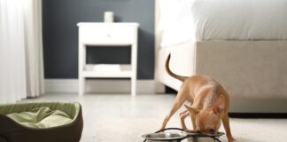 Cute Chihuahua dog near feeding bowl in room. Pet friendly hotel