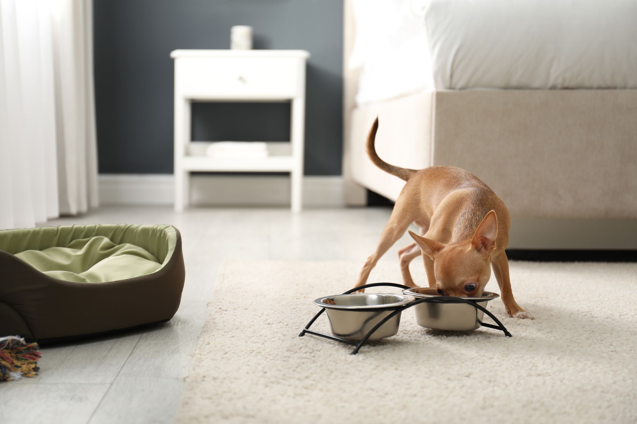 Small dog diet hotsell