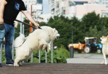 Two Dogs Barking For Each Other At The Public Park