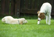 dogs meeting each other