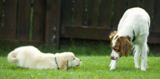 dogs meeting each other