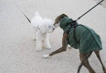 dogs meeting on leash