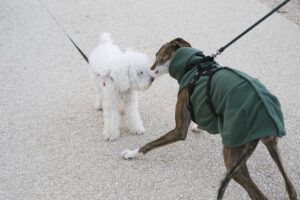 dogs meeting on leash