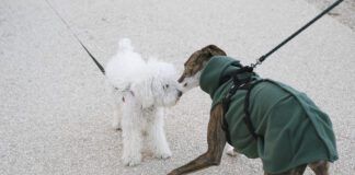 dogs meeting on leash