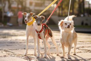 Three dogs leashed at street and looking at camera