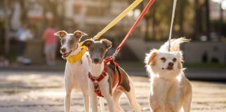 Three dogs leashed at street and looking at camera