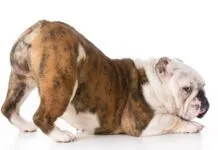 dog with bum up