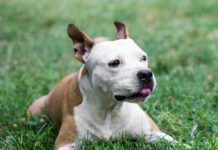 Cute happy pet dog lying on the grass