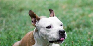 Cute happy pet dog lying on the grass