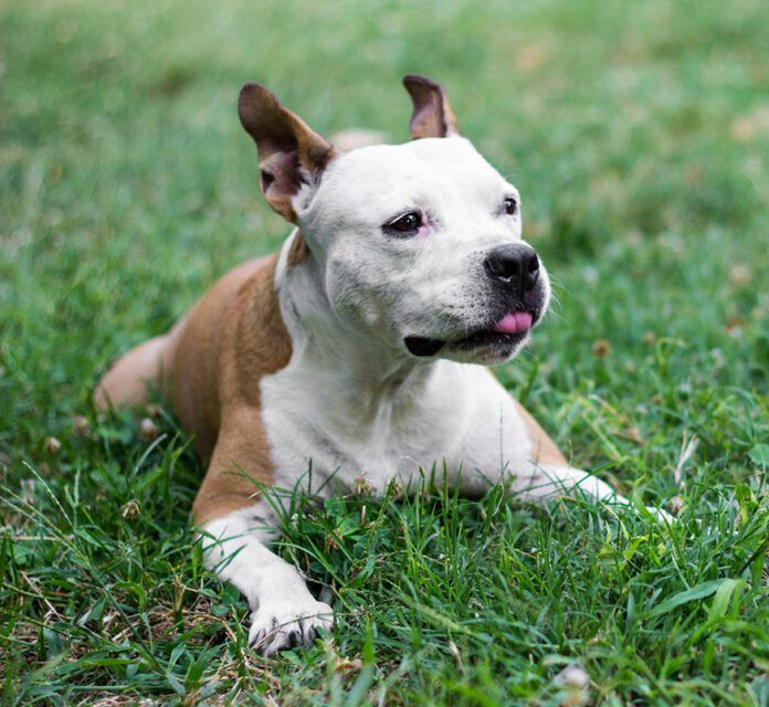 What causes seizures in dogs can be known or unknown. In either case there are measures that can be taken to avoid triggering a seizure.