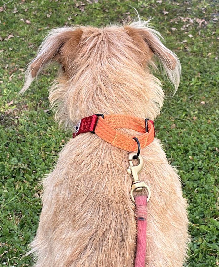 Dog Collars vs Harnesses Whole Dog Journal