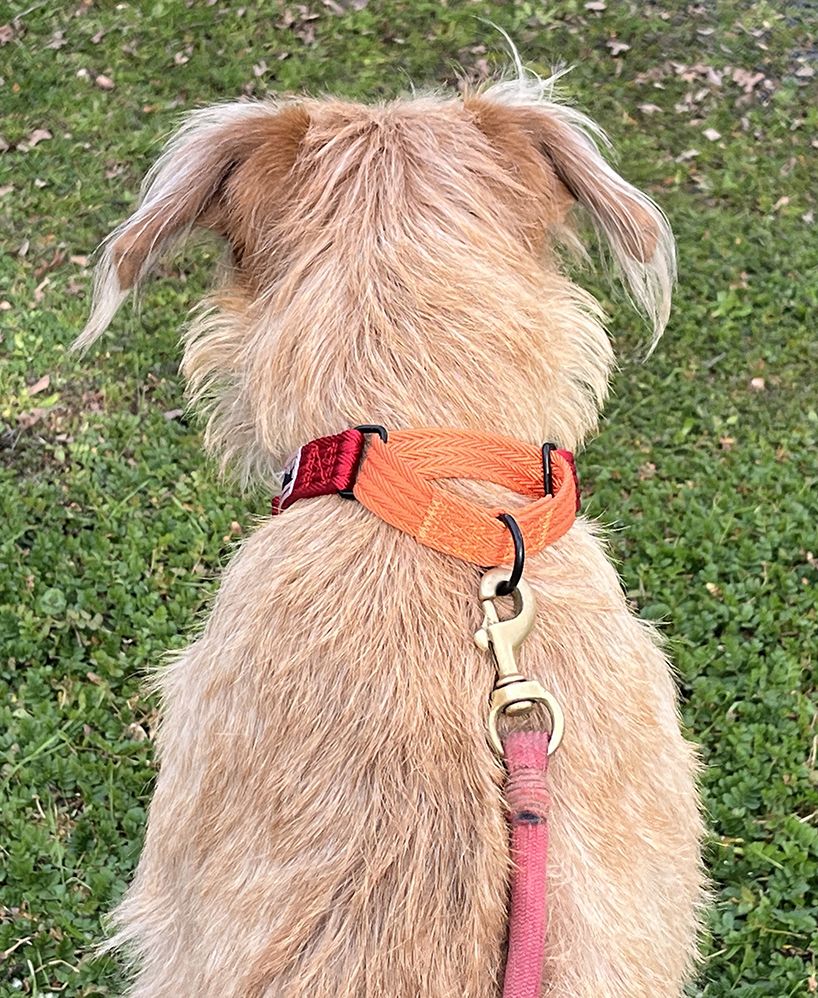 Dog Collars vs Harnesses Whole Dog Journal