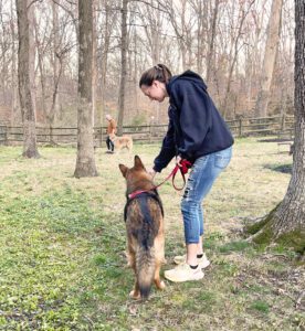 reactive dog exercise