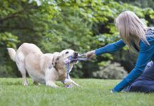 Girl playing tug-of-war with dog