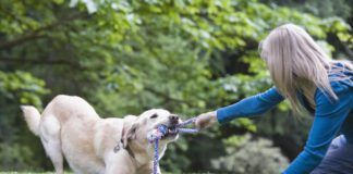 Girl playing tug-of-war with dog