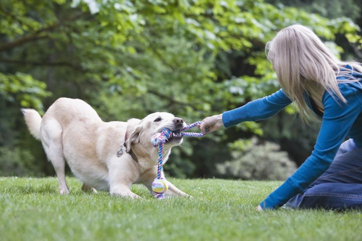 How to Use Toys as Rewards in Dog Training