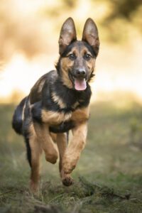 Young German Shepherd Dog at play