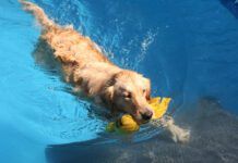 Dog water safety means accounting for their skill level with training and gear.